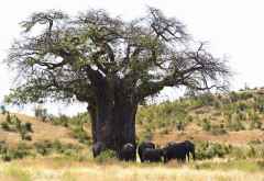 Ruaha Nationalpark, Elefanten unter einem Baobab &copy; Foto: Ulrike Pârvu | Outback Africa