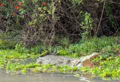 Ein Krokodil döst am Ufer des Siwandu-Sees, Nyerere Nationalpark, Südtansania &copy; Foto: Justine Retzar | Outback Africa Erlebnisreisen