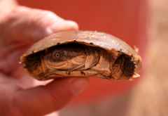 Wasserschildkröte © Foto: Doreen Schütze | Outback Africa