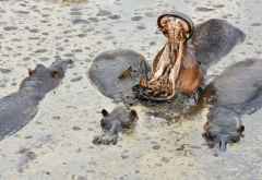 Hippos im Katavi Nationalpark &copy; Foto: Marco Penzel | Outback Africa