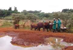 Sheldrick Wildlife Trust, Besuchsstunde am Vormittag &copy; Foto: Judith Nasse | Outback Africa