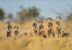 Erdmännchen am Rand der Makgadikgadi-Salzpfannen © Foto: Marco Penzel | Outback Africa