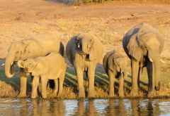 Elefanten am Ufer des Chobe in der Nachmittagssonne © Foto: Susanne Schlesinger | Outback Africa