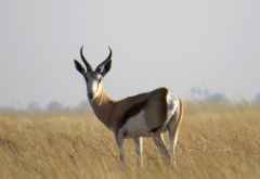 Springbock in der Nata Salzpfanne &copy; Foto: Susanne Schlesinger | Outback Africa