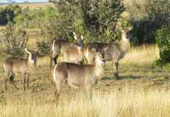 Tsavo Safari, Ellipsen-Wasserböcke © Foto: Susanne Schlesinger | Outback Africa