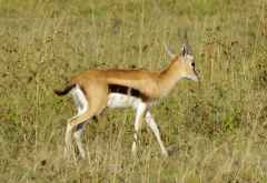 Thomson Gazelle im Lake Nakuru Nationalpark &copy; Foto: Judith Nasse | Outback Africa