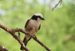 Weißscheitelwürger, Tarangire Nationalpark &copy; Foto: S. Schlesinger