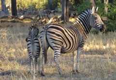Zebras, Moremi &copy; Foto: Susanne Schlesinger | Outback Africa