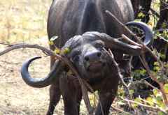 Kaffernbüffel, Krüger Nationalpark &copy; Foto: Doreen Schütze | Outback Africa