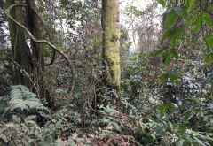 Hier macht der Bwindi Impenetrable Forst seinem Namen alle Ehre. Wir schlagen uns durch das Gestrüpp. &copy; Foto: Svenja Penzel | Outback Africa