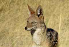 Schakal, Mahango Game Reserve &copy; Foto: Susanne Schlesinger | Outback Africa