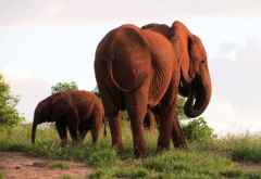 Rote Elefanten im Chobe Nationalpark &copy; Foto: S.Schlesinger| Outback Africa