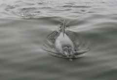 Delfin &copy; Foto: Doreen Schütze | Outback Africa