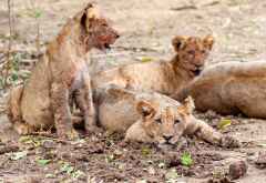 Löwen im Lower Zambezi Nationalpark © Foto: Marco Penzel | Outback Africa
