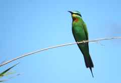 Blauwangenspint (Blue-cheeked Bee-eater), Liwonde Nationalpark &copy; Foto: Susanne Schlesinger | Outback Africa