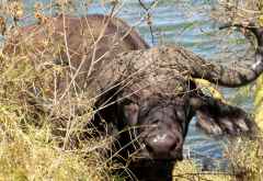 Büffel am Seeufer, Arusha Nationalpark © Foto: S. Schlesinger