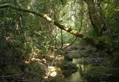 Der Regenwald rund um das Greystoke Mahale Camp