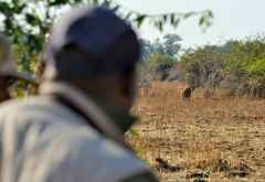 Löwenpirsch zu Fuß. &copy; Foto: Marco Penzel | Outback Africa