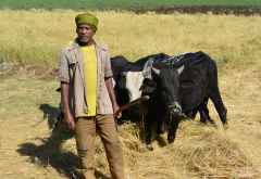 Bauer am Wegesrand bei der Getreideernte, Äthiopien &copy; Foto: René Schmidt | Outback Africa