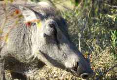 Warzenschwein, Mahango Game Reserve &copy; Foto: Susanne Schlesinger | Outback Africa