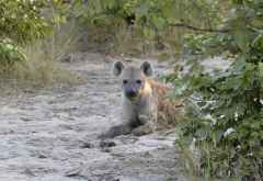 Hyäne im Zambezi Nationalpark © Foto: Ulrike Pârvu | Outback Africa Erlebnisreisen