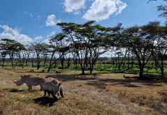 Im Solio Schutzgebiet leben die Nashörner friedlich mit Antilopen zusammen © Foto: Jacqueline Korb | Outback Africa Erlebnisreisen