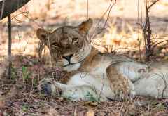 Löwin in South Luangwa &copy; Foto: Marco Penzel | Outback Africa
