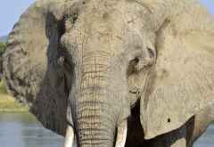 Elefant im Ruaha Nationalpark &copy; Foto: Ulrike Pârvu | Outback Africa