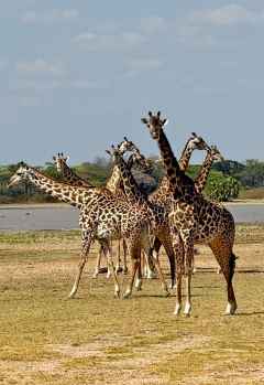 Massai-Giraffen im Ruaha Nationalpark, Südtansania &copy; Foto: M. Riede / R. Kausen
