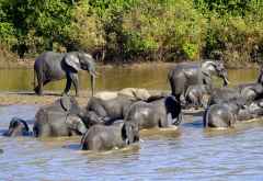Badende Elefanten am Rufiji &copy; Foto: Ulrike Pârvu | Outback Africa