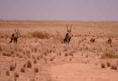 Fliehende Oryxe in der Namibwüste &copy; Foto: Doreen Schütze | Outback Africa