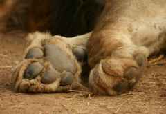 Löwe im South Luangwa Nationalpark.