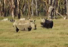 Breimaulnashörner im Lake Nakuru Nationalpark &copy; Foto: Judith Nasse | Outback Africa