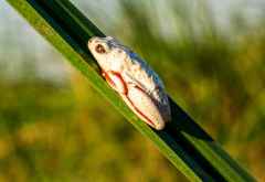 Riedfrosch in Linyanti &copy; Foto: Marco Penzel | Outback Africa