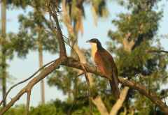 Spornkuckuck, Hunda Island, Okavango-Delta &copy; Foto: Ulrike Pârvu | Outback Africa