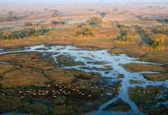 Puku-Antilopen, fotografiert aus einem Ballon über den Busanga Plains © Foto: Namib Sky Balloon Safaris