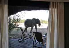 Mchenja Bush Camp, Elefantenbesuch. &copy; Foto: Marco Penzel | Outback Africa