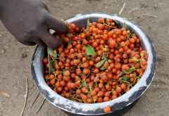 Von den Hadzabefrauen gesammelte Beeren © Foto: Marco Penzel | Outback Africa