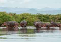 Flusspferde im Delta des Victoria-Nils, Murchison Falls National © Foto: Marco Penzel | Outback Africa