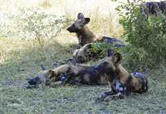 Selous Game Reserve, Wildhunde &copy; Foto: Ulrike Pârvu | Outback Africa
