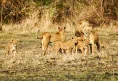 Löwen-Familie im Kafue Nationalpark &copy; Foto: Renate Kausen und Maik Riede