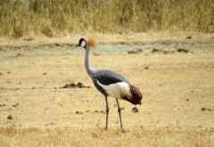 Kronenkranich im Ngorongorokrater &copy; Foto: S.Schlesinger