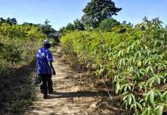 Cassava-Felder &copy; Foto: Svenja Penzel | Outback Africa