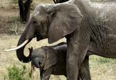 Elefanten im Tarangire Nationalpark &copy; Foto: Ulrike Pârvu | Outback Africa Erlebnisreisen
