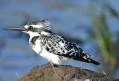 Graufischer (Pied Kingfisher) am Chobe &copy; Foto: Ulrike Pârvu | Outback Africa