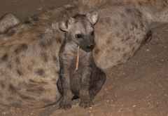 Hyänenwelpen, Krüger Nationalpark &copy; Foto: Doreen Schütze | Outback Africa