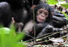 Schimpansenbaby im Mahale Nationalpark © Foto: Marco Penzel | Outback Africa