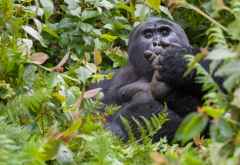 Gorilla im Bwindi Nationalpark, Uganda &copy; Foto: Marco Penzel | Outback Africa
