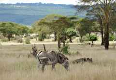 Grevyzebra im Lewa Wildschutzgebiet &copy; Foto: Marco Penzel | Outback Africa