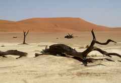 Umgestürzte Bäume im Dead Vlei &copy; Foto: Susanne Schlesinger | Outback Africa